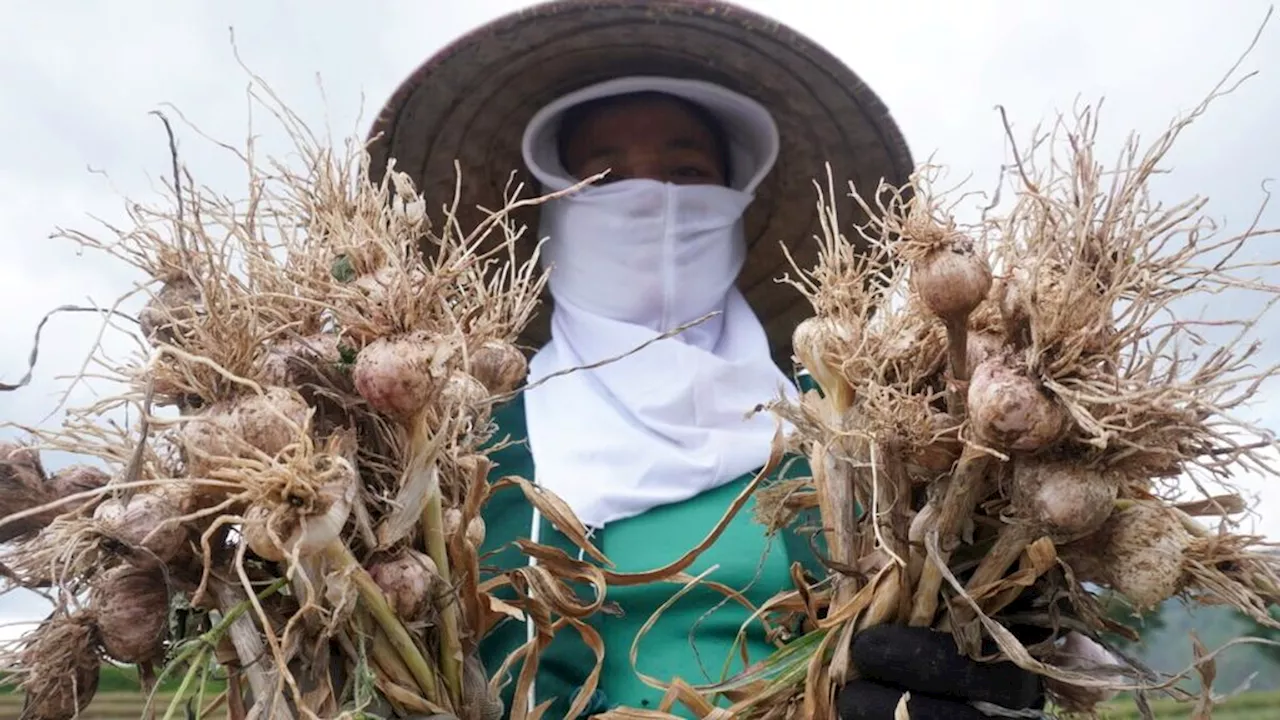 Survei Pilkada 2024 : Ironi Kesejahteraan Petani di Jateng (18)