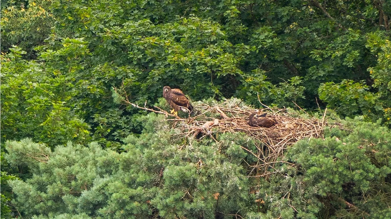 Jungvögel fliegen bereits - Nationalpark jubelt über erste Seeadler-Brut