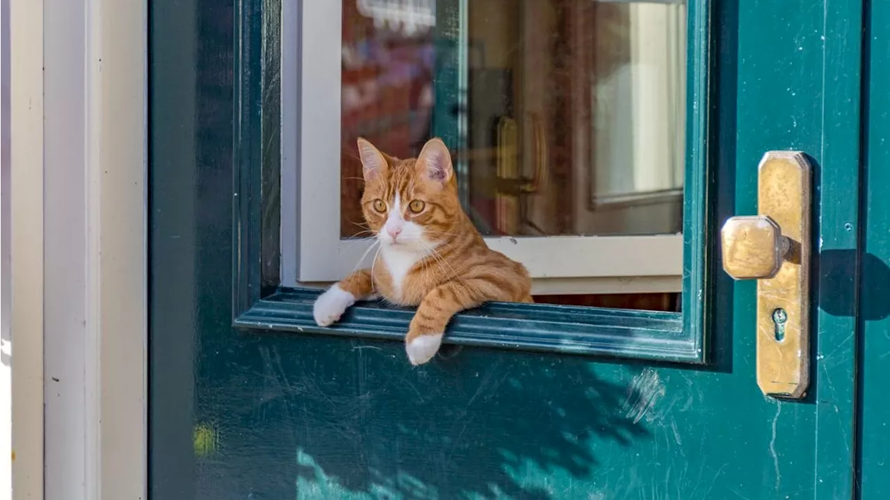 Tierische Enthüllung - Mehr als die Hälfte aller Katzen geht fremd