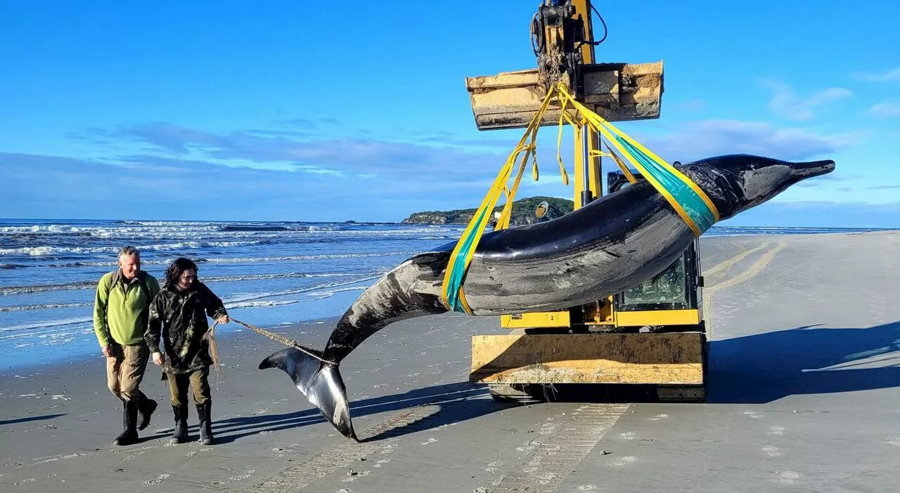 Nuova Zelanda, scoperti resti della balena dal becco storto: è la più rara al mondo