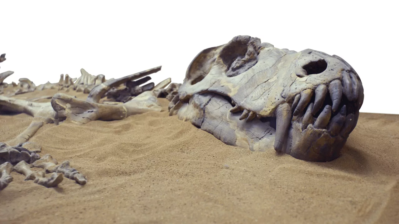 One of world’s oldest dinosaur fossils revealed by heavy rains in Brazil