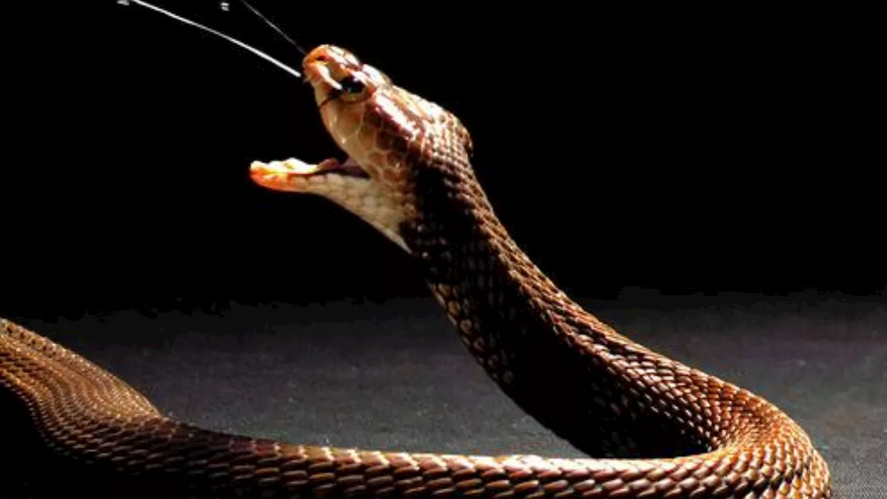 Snakebite savior: CRISPR tech helps discover antidote for cobra venom