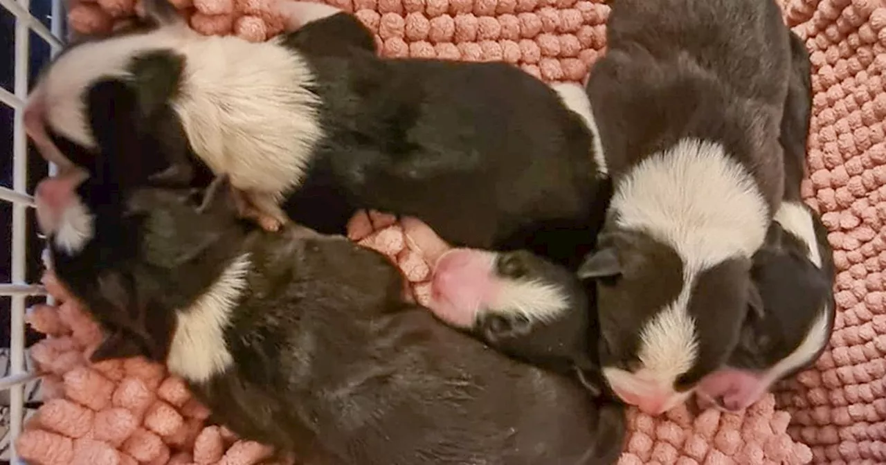 Outrage as eleven new-born puppies dumped in turf bag and abandoned in bushes