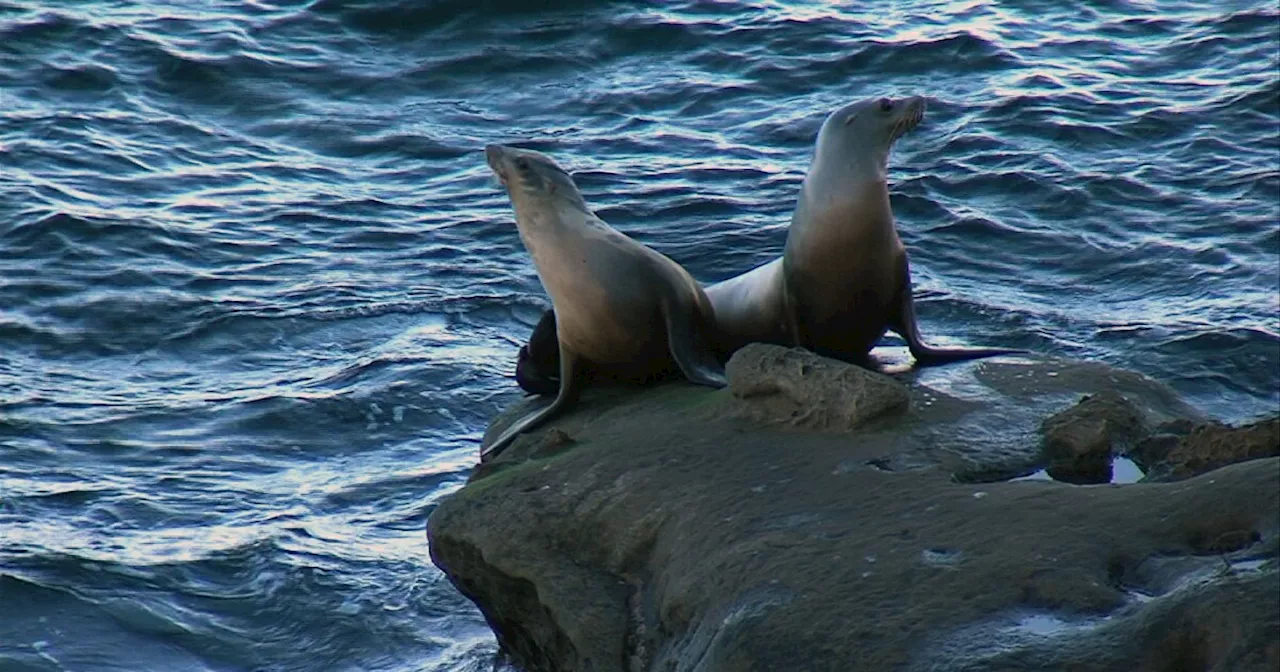 Debate continues over La Jolla Cove Beach as sea lion pups found dead