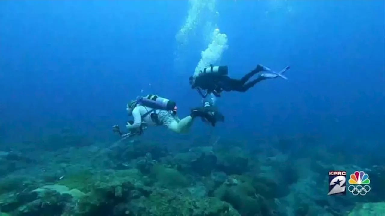 Day 2: Diving in to discover the beauty and mystery of the Flower Gardens in the Gulf 🦈