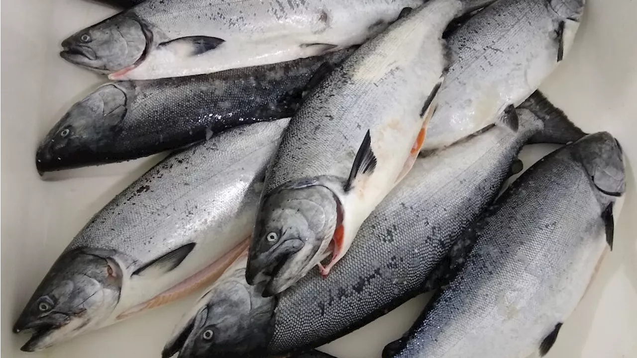 9th Circuit to hear oral arguments on Southeast king salmon troll fishery lawsuit