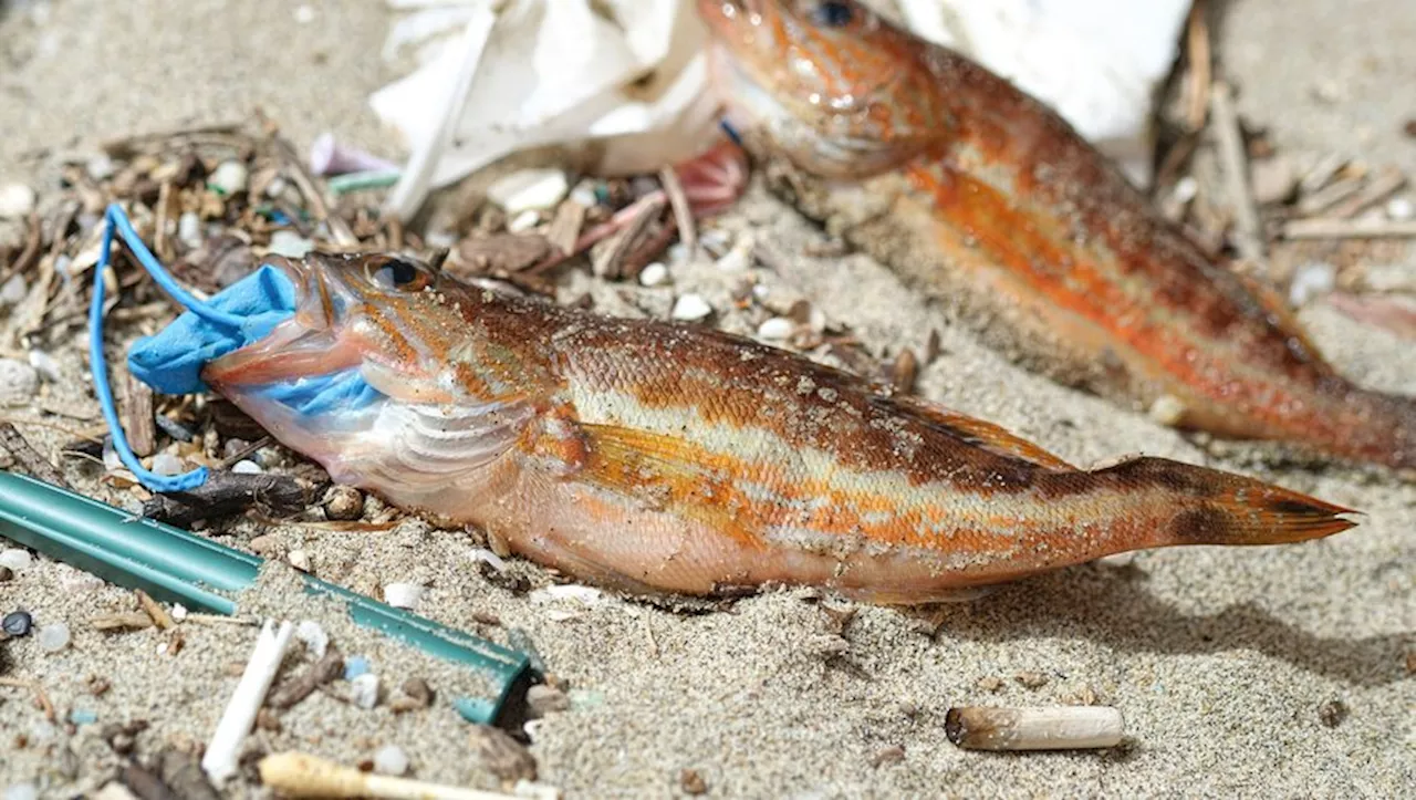 Les microplastiques pénètrent profondément dans l'organisme des poissons