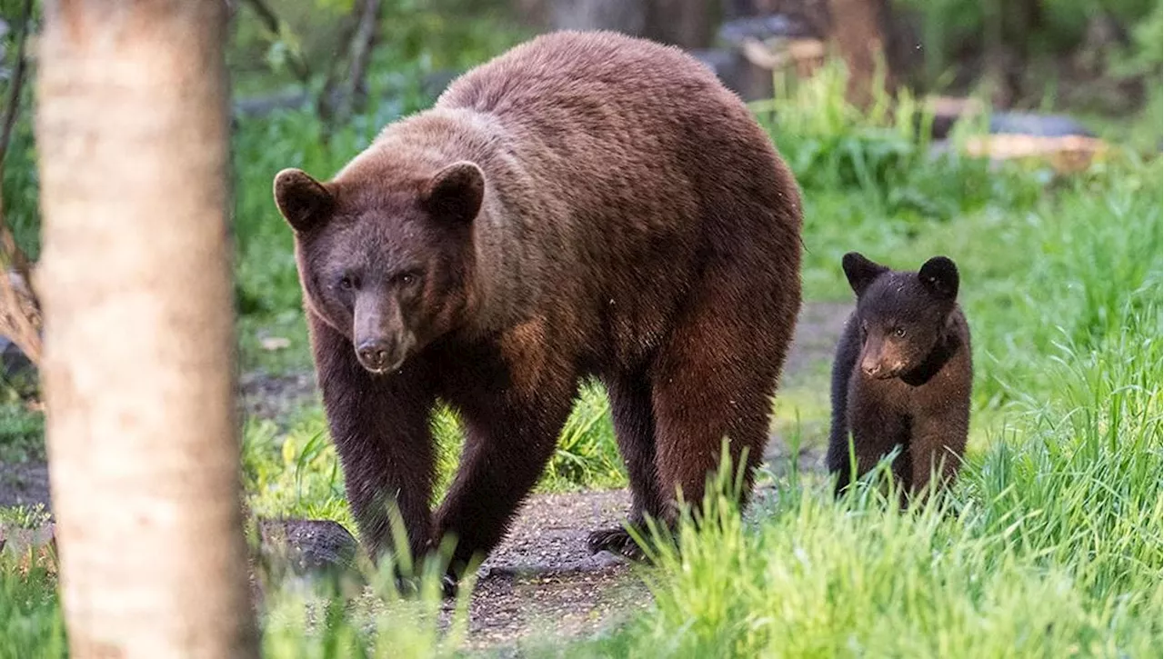 Trentino, per l’orso che ha aggredito il turista c’è l’ordinanza di abbattimento. Sospettata Kj1, la femmina …