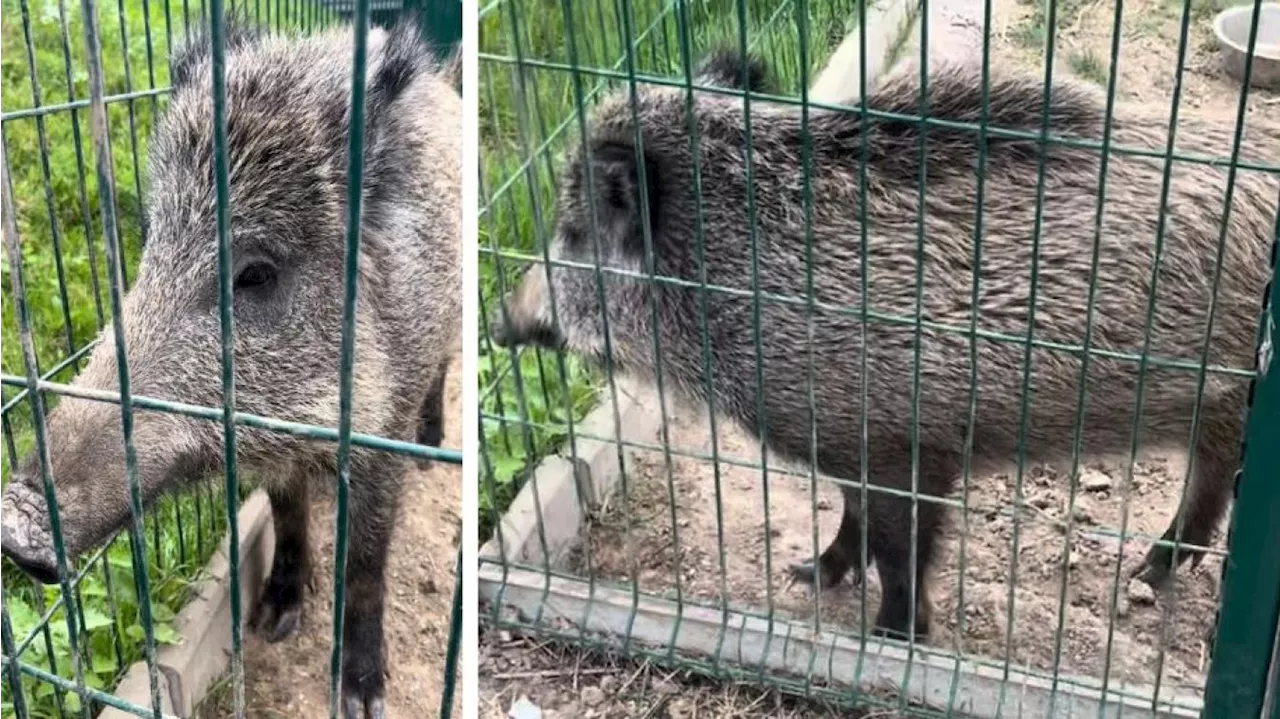 Les pétitions pour sauver Toto le sanglier dépassent les 85 000 signatures