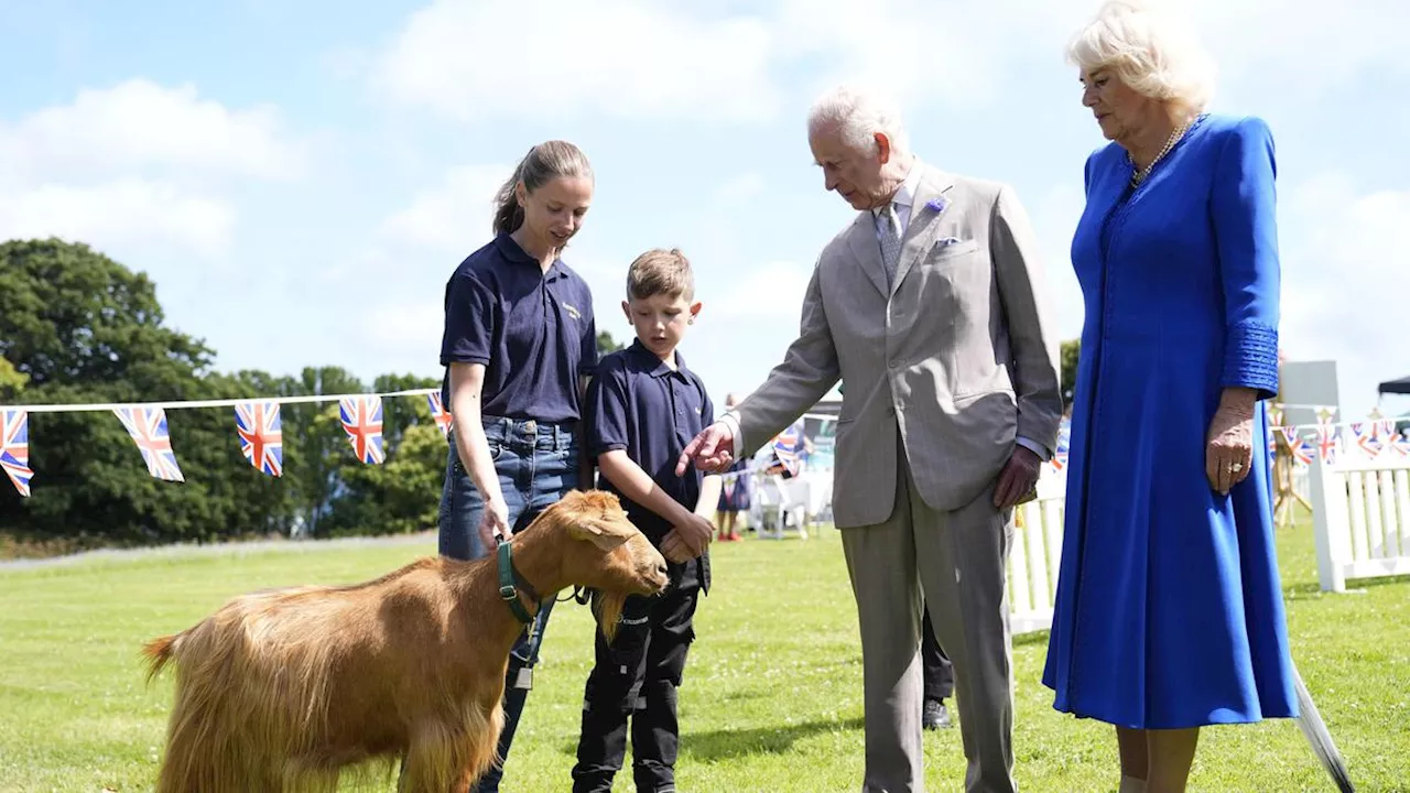 Raja Charles III Anugerahkan Gelar Kerajaan untuk Kambing Emas Langka