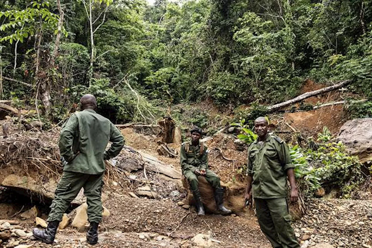 Sierra Leone rangers fight uphill battle against deforestation