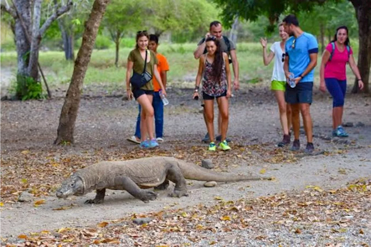 KLHK Akan Tutup TN Komodo dari Aktifitas Wisata