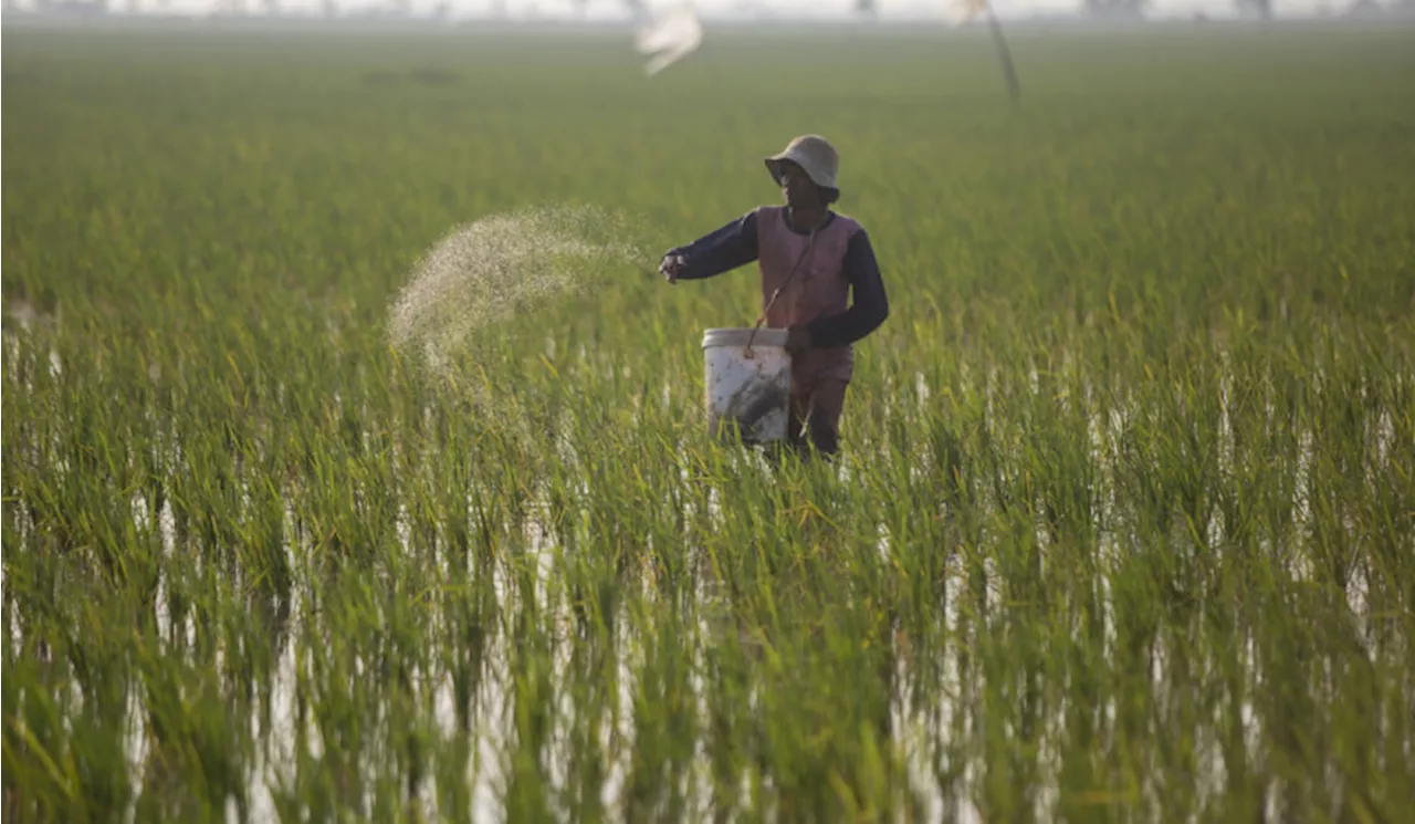 Penambahan Alokasi Pupuk Bersubsidi Diharapkan Bisa Menunjang Produktivitas Pertanian