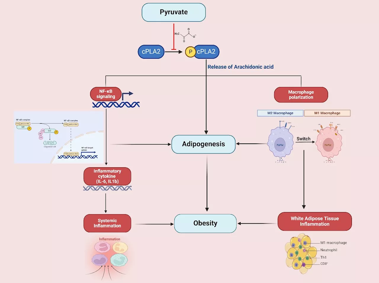 Dietary pyruvate targets cytosolic phospholipase A2 to mitigate inflammation and obesity in mice