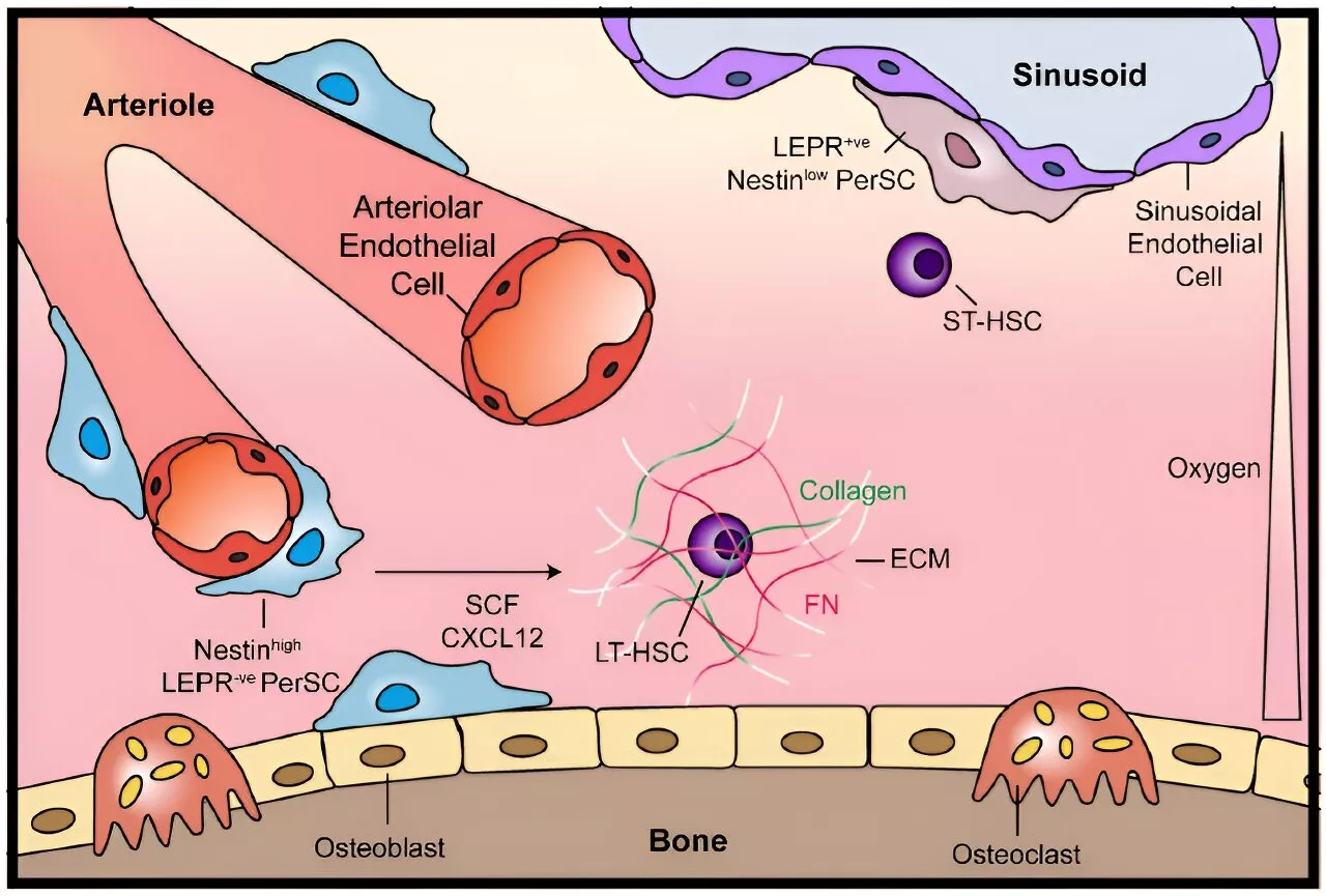 Scientists develop first bone marrow model that supports human stem cells