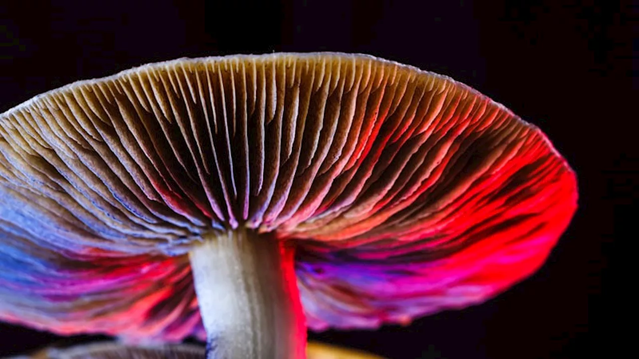 New Insight Into Psilocybin's Therapeutic Potential