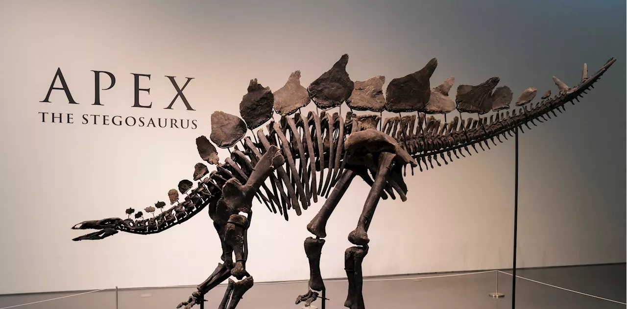 Stegosaurus fossil fetches nearly $45 million, setting record for dinosaur auctions