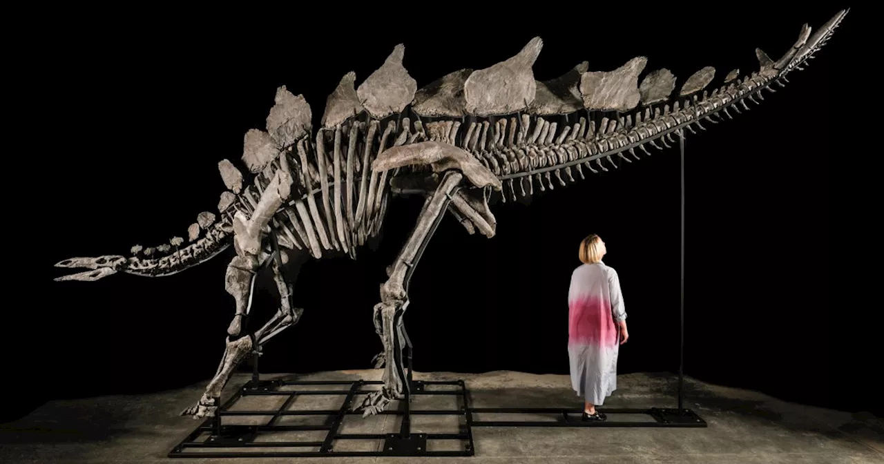 Stegosaurus skeleton fossil sells for record $44 million at auction