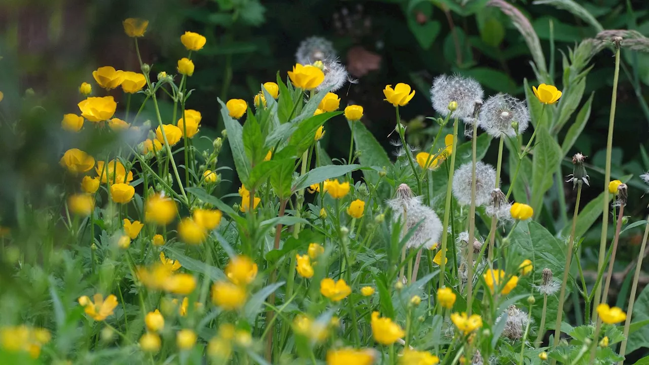 'I swear by this simple but 'brilliant' tip from my dad to get rid of weeds'