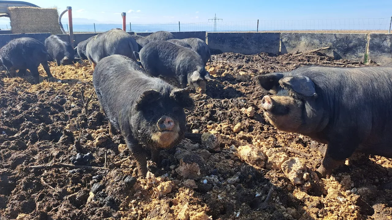 Landwirt ortet„politische Bekämpfung seiner Haltungsform“