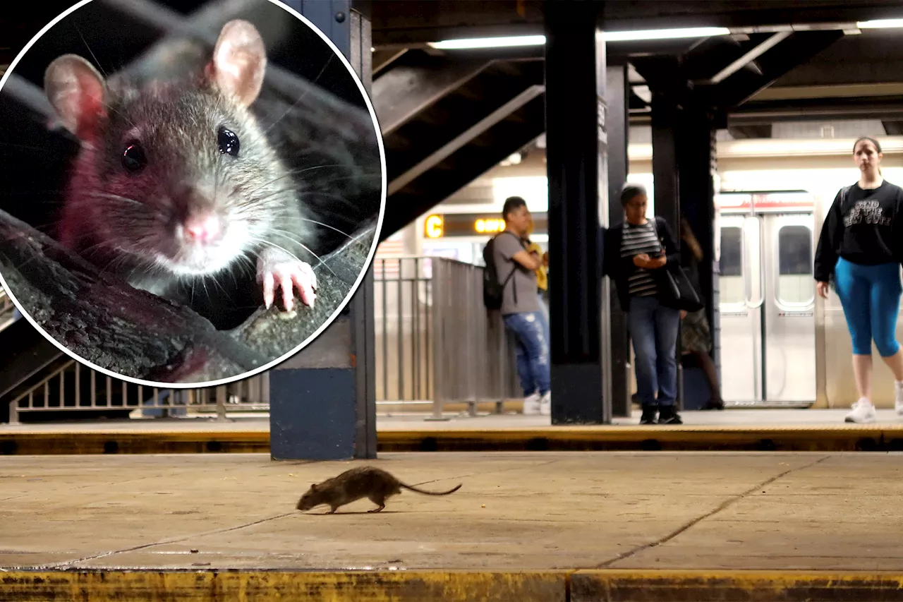 New York is not the most rat-infested place on earth after all — according to Yelp, anyway