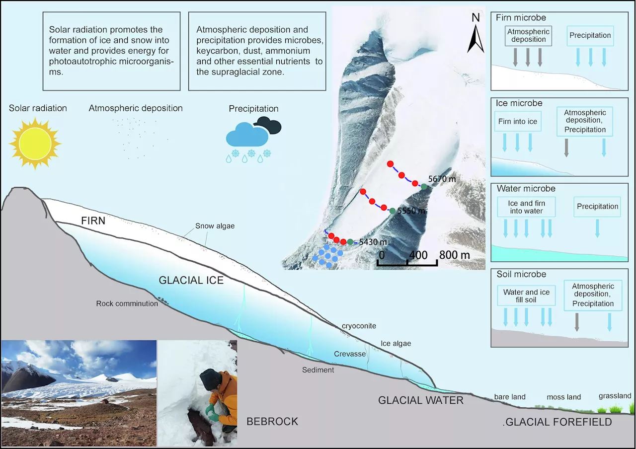 Freezing and melting reshape diversity and structure of glacier microbial communities