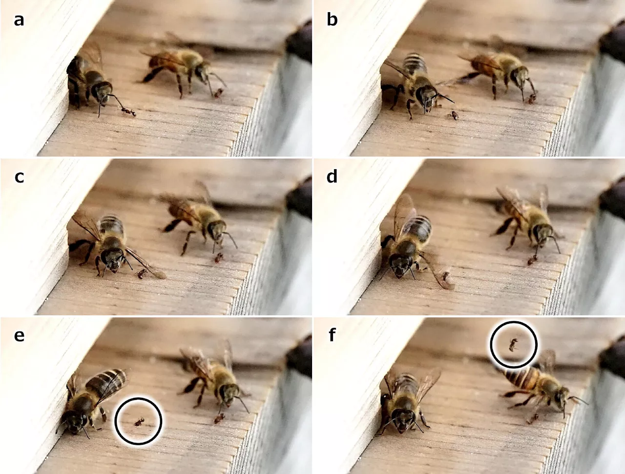 Japanese honeybees slap nest-invading ants with their wings to knock them away