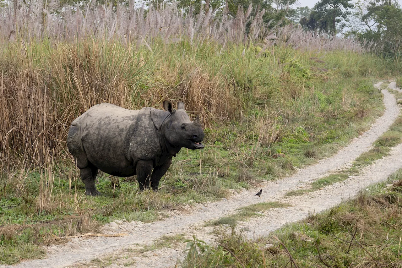 New tool monitors wildlife conservation in low-resource languages