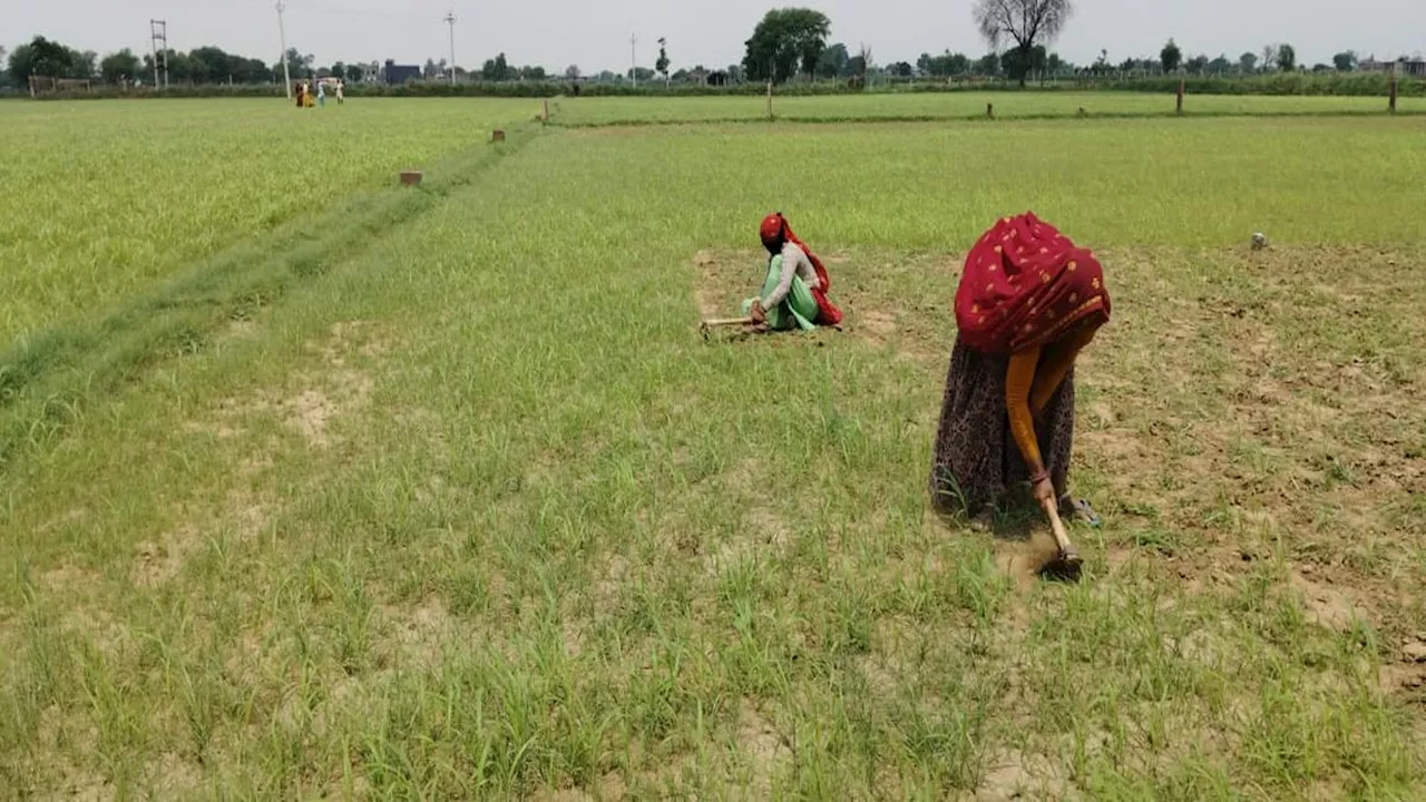 कमजोर मानसून से धरतीपुत्रों को सता रही नुकसान की आशंका