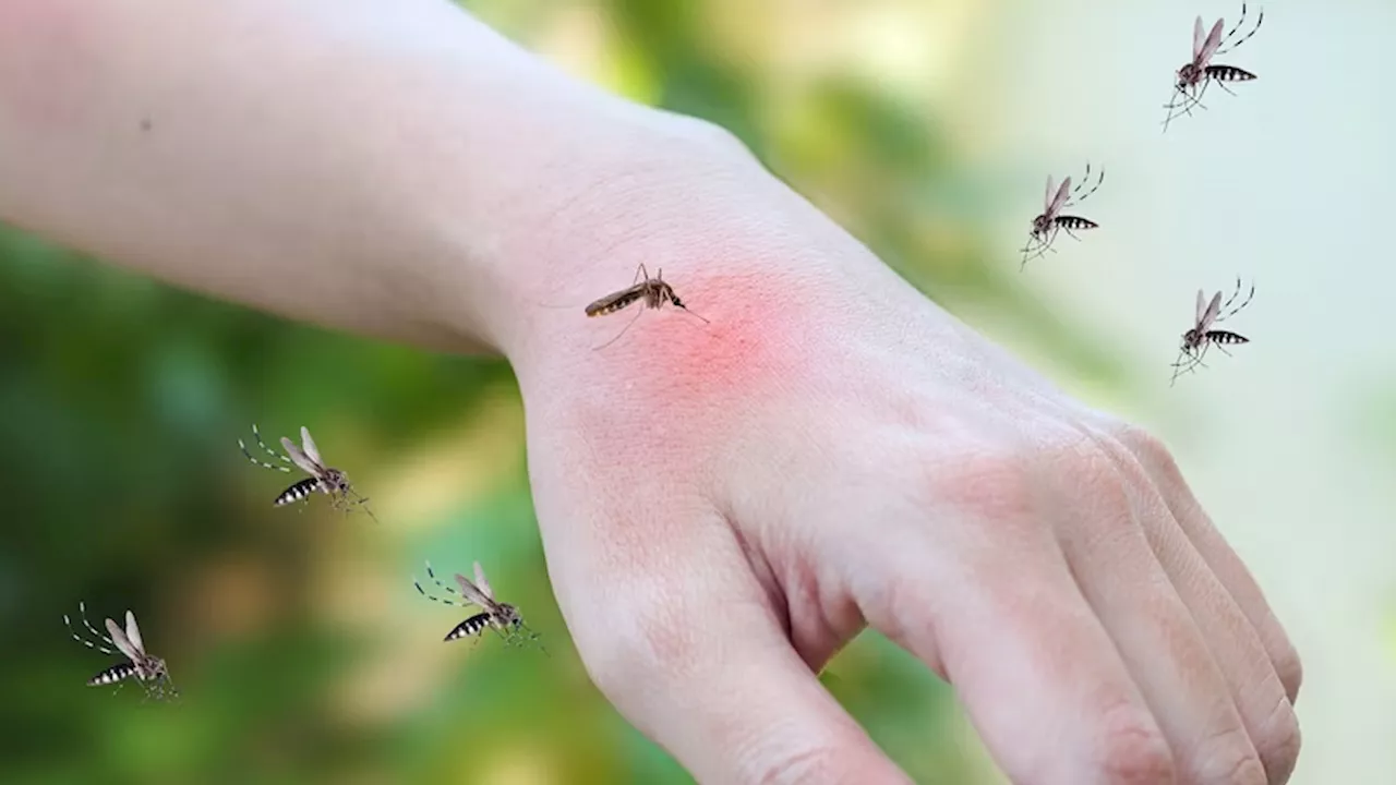 Mosquito bites : किन लोगों को सबसे ज्यादा काटते हैं मच्छर? जानिए चौंकाने वाले तथ्य