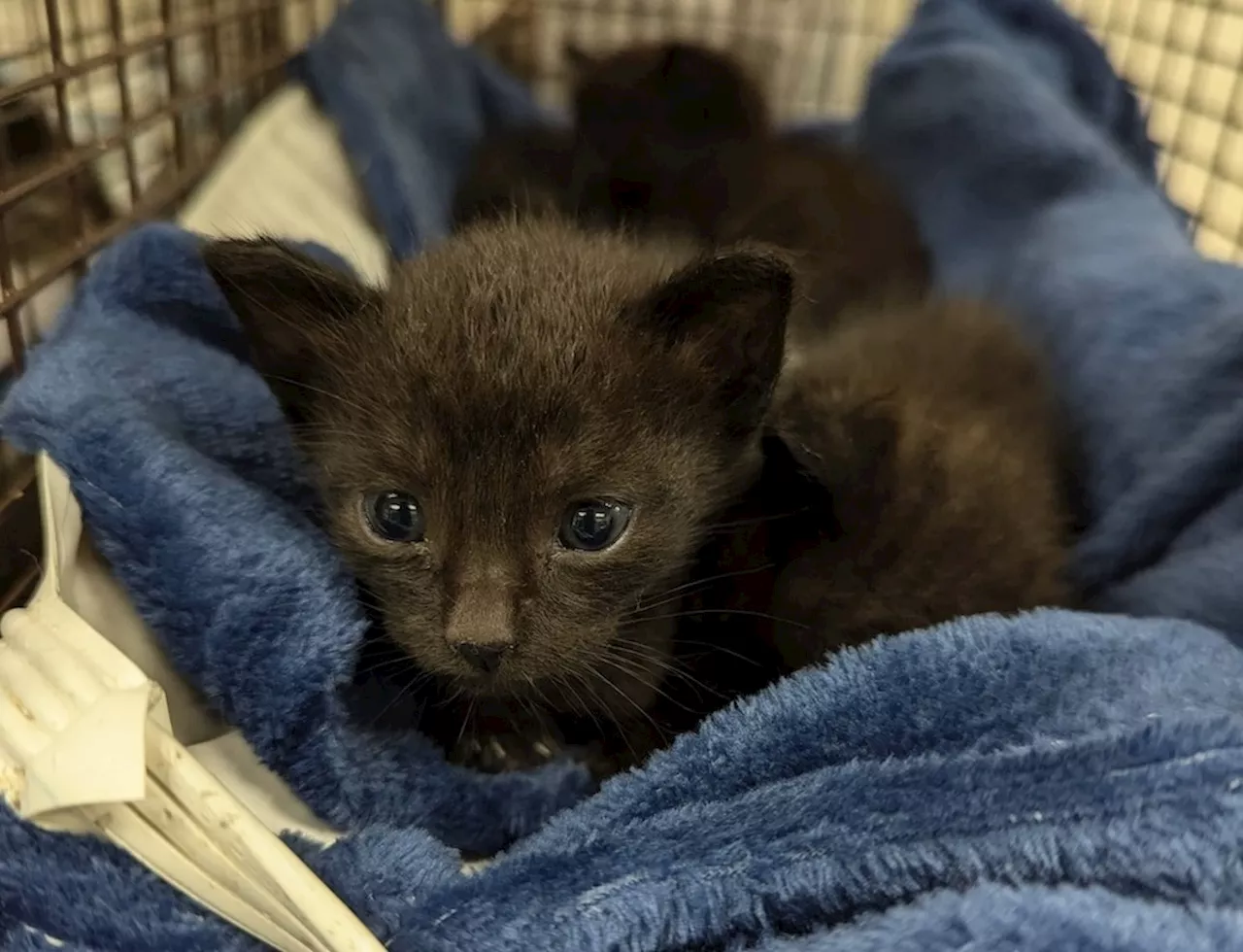 San Antonio nonprofit seeks kitten foster parents due to capacity issues at city shelter