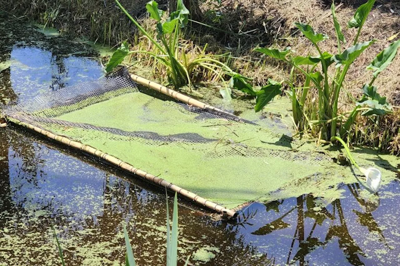 In Mexico City’s precolonial canals, scientists aim to save ancient salamanders