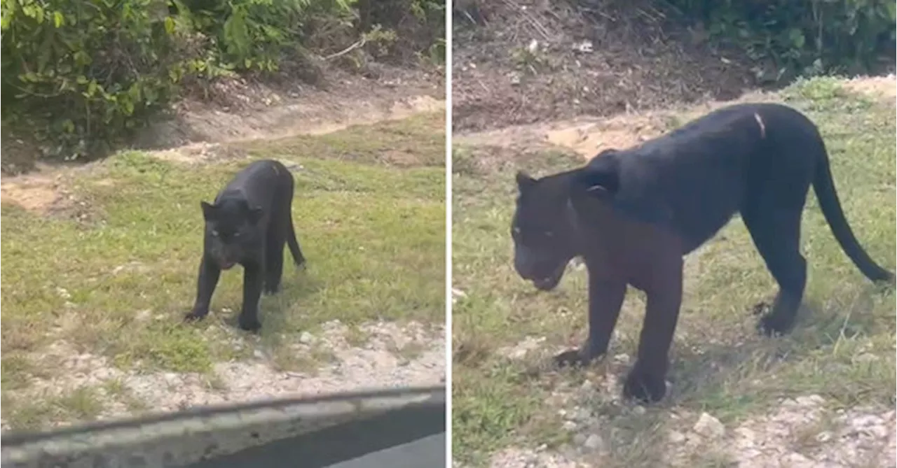 Malaysian Driver Feels Sorry For Accidentally Hitting Black Panther On Expressway