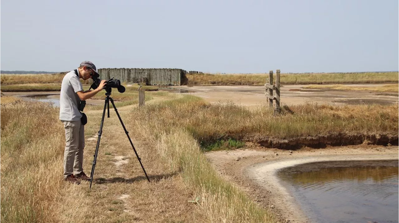 Vacances nature en Charente-Maritime : notre sélection des plus beaux endroits pour observer les oiseaux