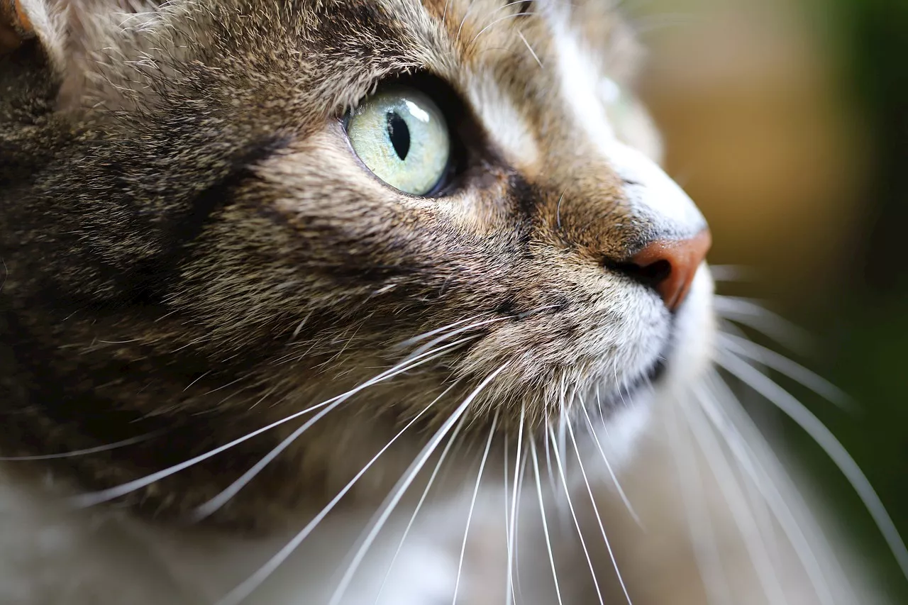 Do cat whiskers grow back? The secret lives of feline facial hair