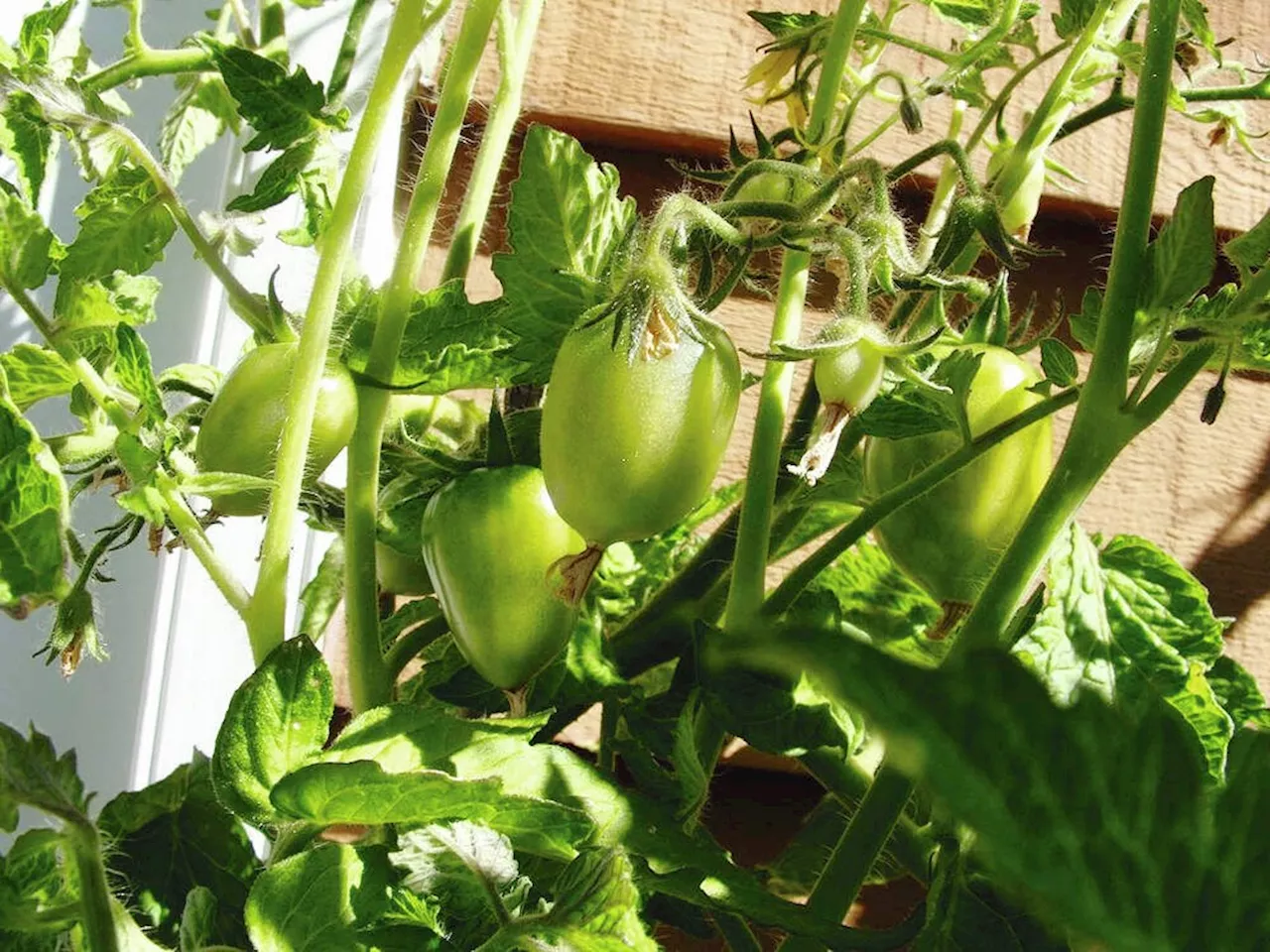 Helen Chesnut's Garden Notes: No need to prune small-growing patio tomatoes