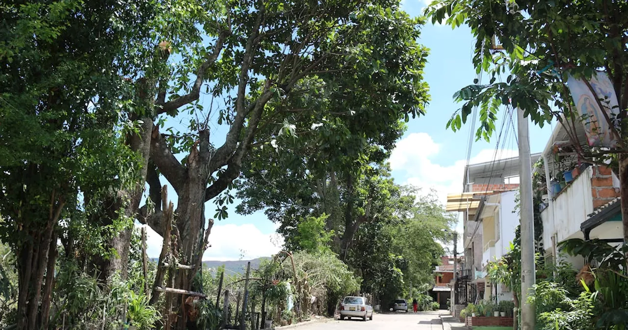 Piden intervención de árbol que genera problemas en viviendas de Piedecuesta