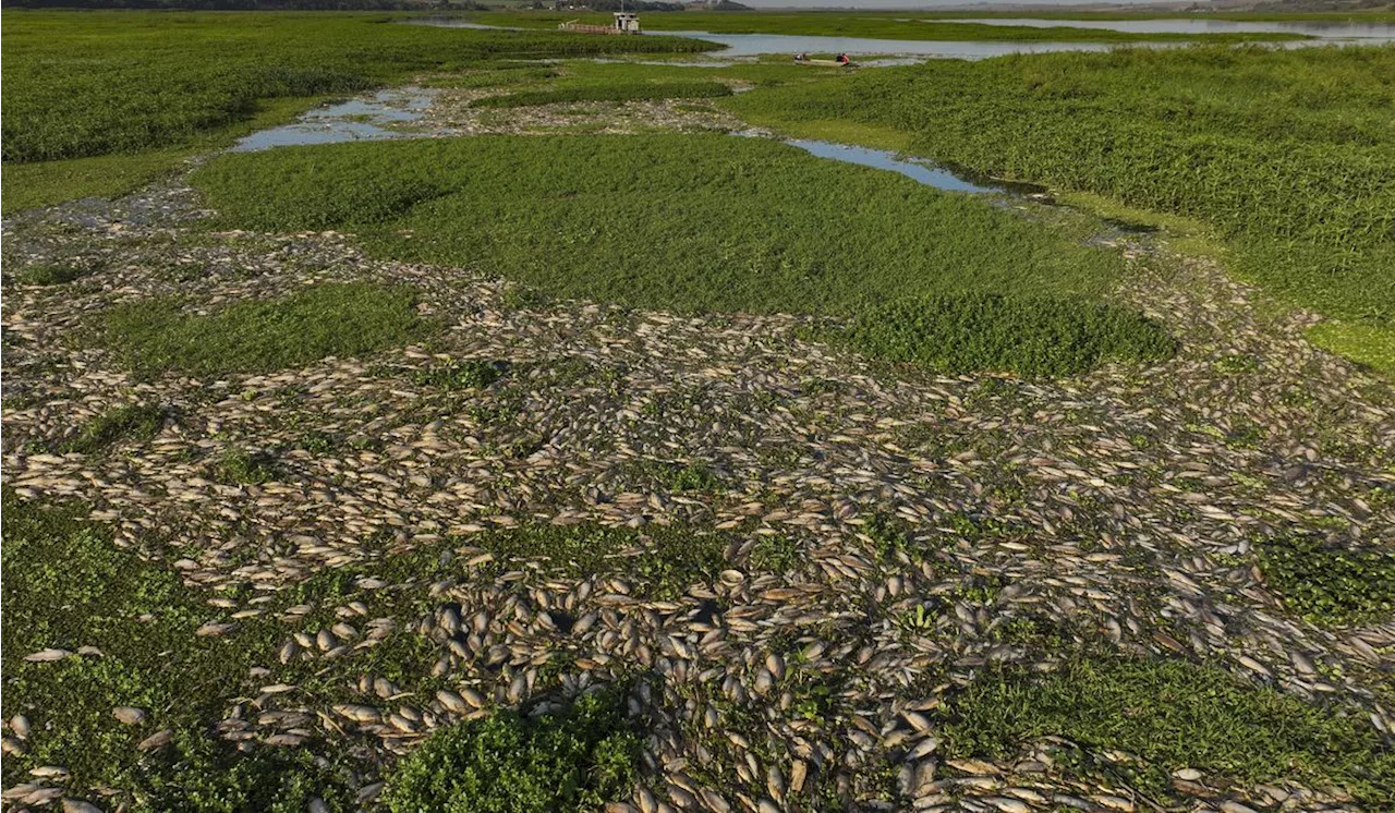 Tons of dead fish cover major Sao Paulo river after alleged dumping of industrial waste