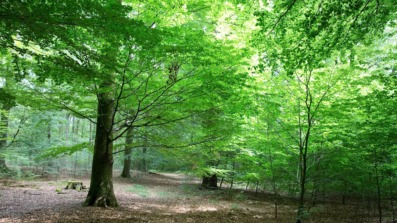 Bürgerbegehren: Reichswald bei Kleve bald Nationalpark?