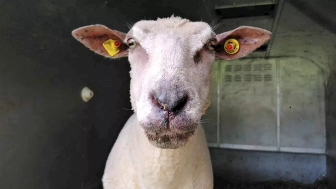 Züchter schlagen Alarm - Blauzungenkrankheit breitet sich in NRW aus