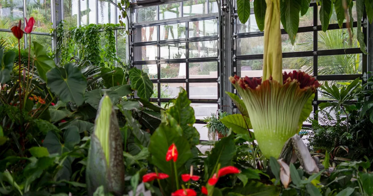 Corpse flower blooms at San Diego Botanic Garden, 2nd of 2024