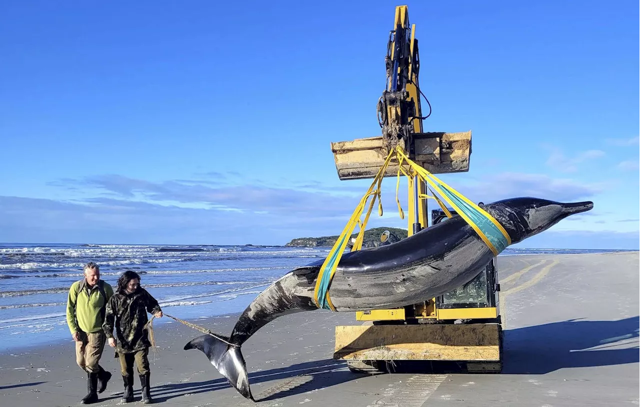 Nouvelle-Zélande : Une rarissime et mystérieuse « baleine à bec » s’échoue sur une plage