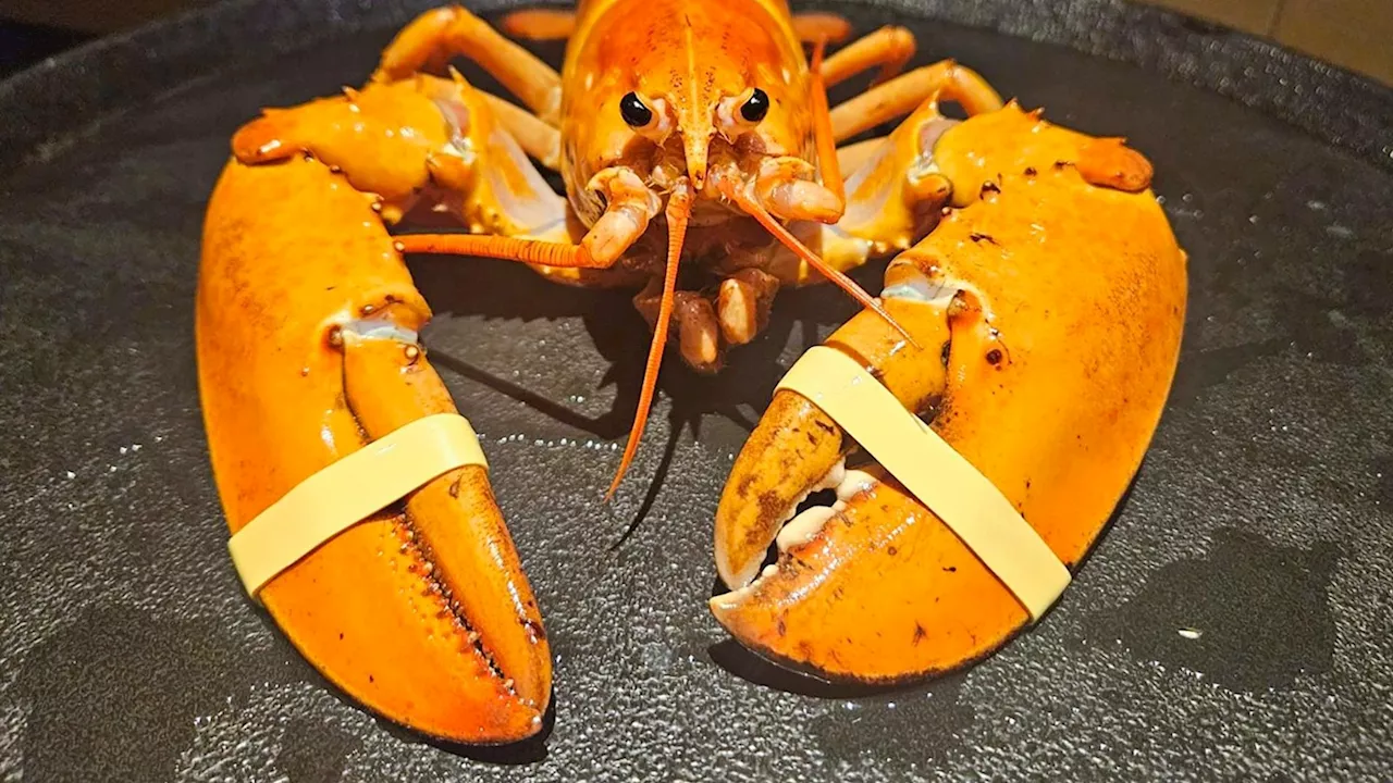 Rare orange lobster diverted from dinner plate to aquarium by Denver Broncos fans