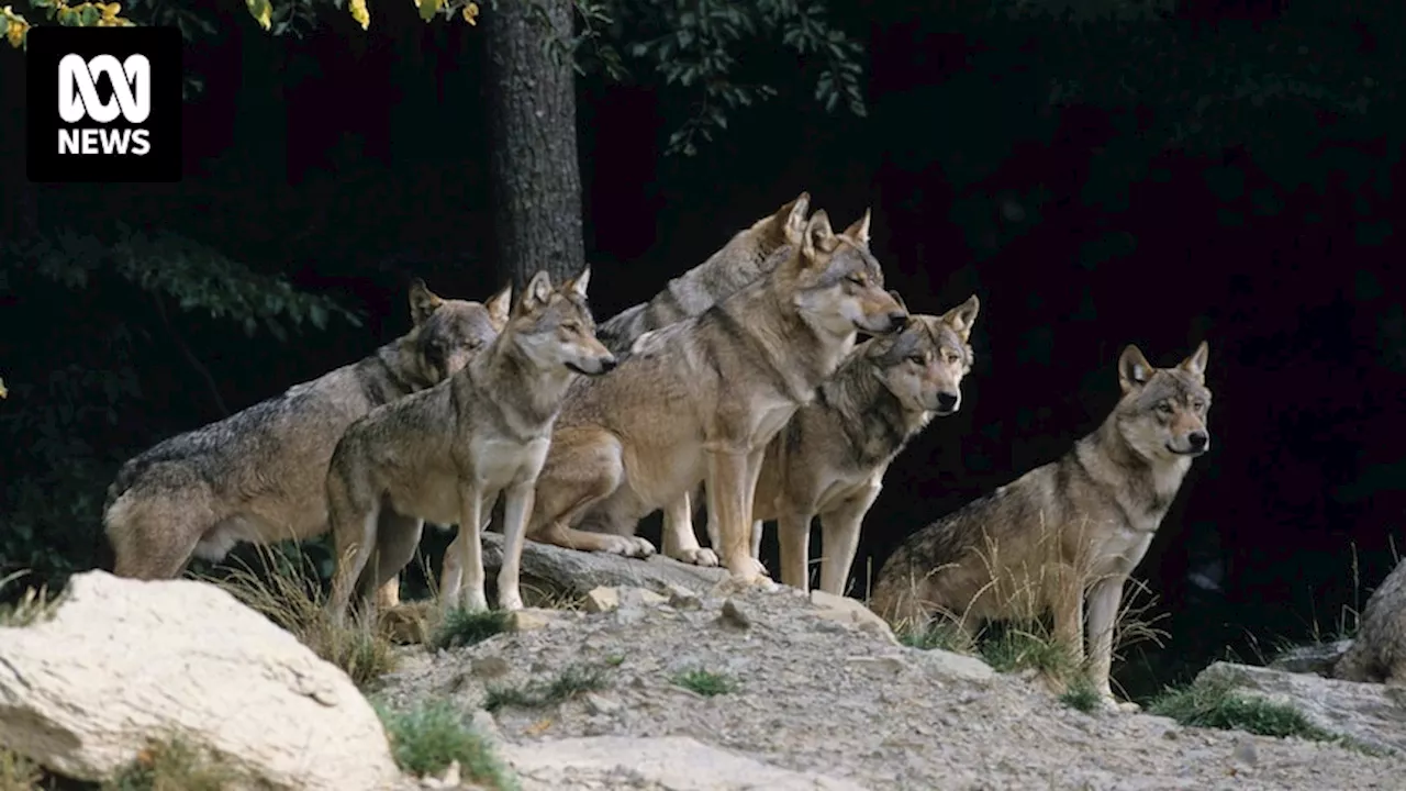 Europe's wolves once again under threat as protections lift