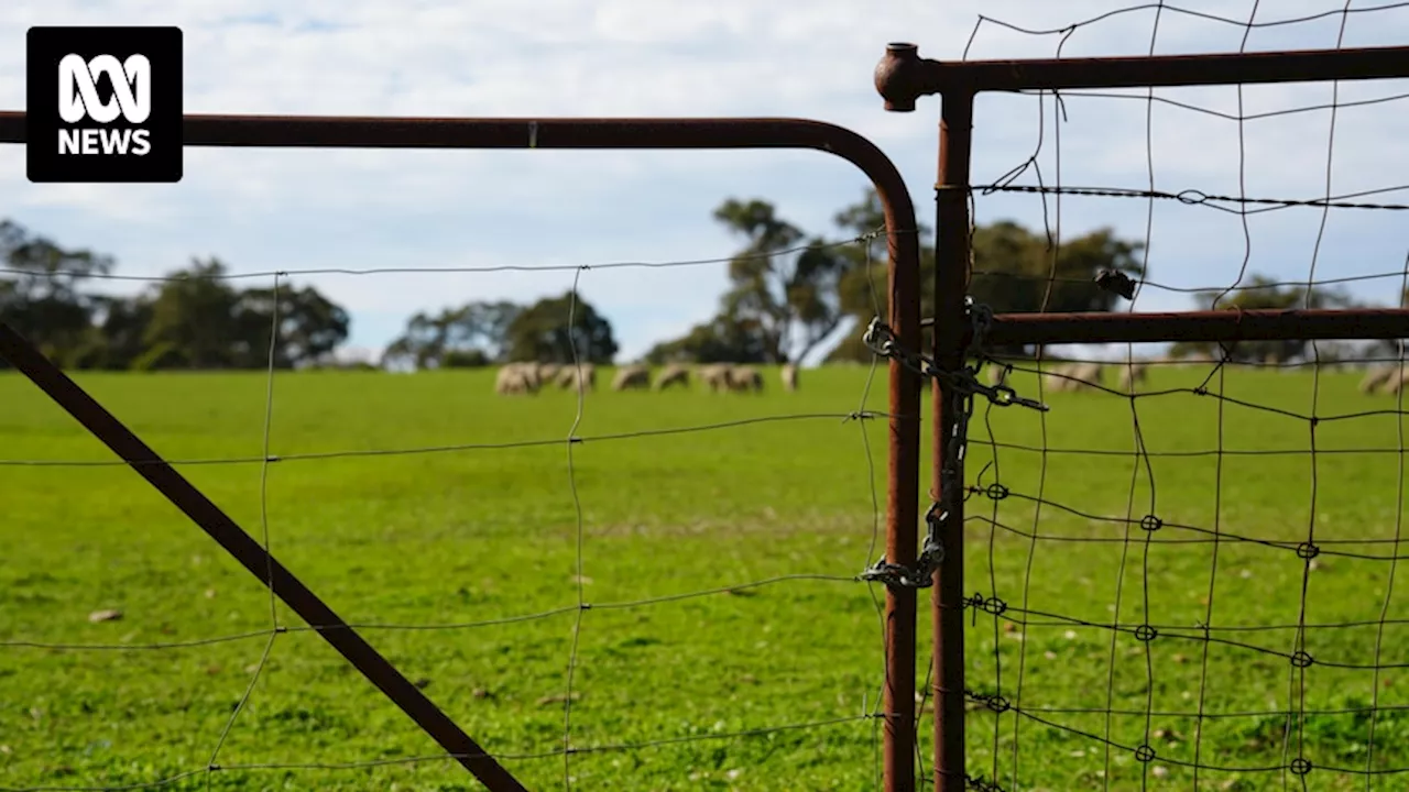 Farmer fuming after 20 sheep killed, dozens more maimed by suspected dog attacks in Kojonup