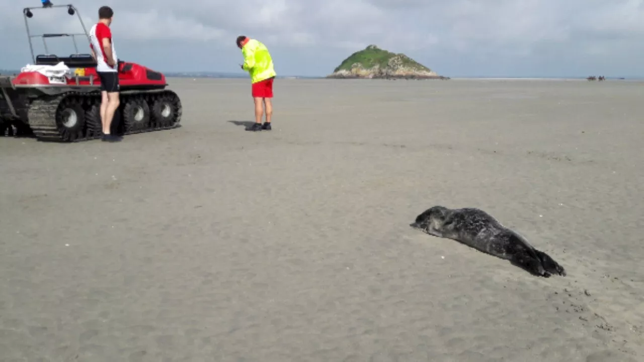 Séparés de leur mère, 3 jeunes phoques sauvés in extremis au Mont-Saint-Michel