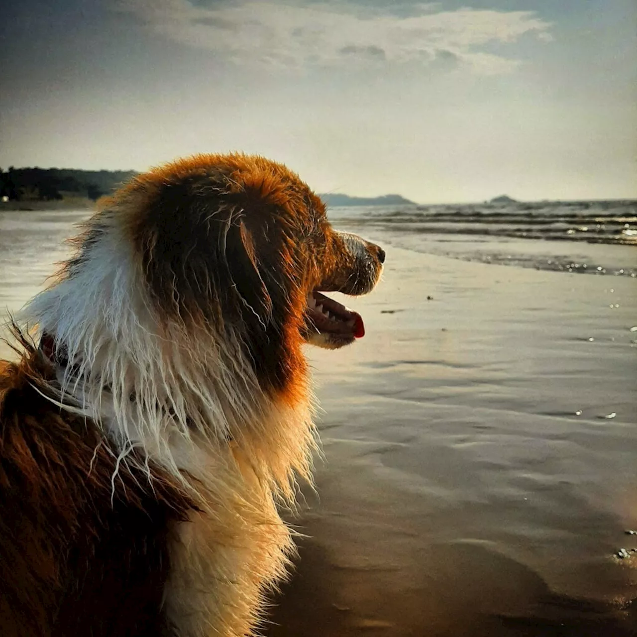 Sur la côte de Penthièvre : où peut-on aller à la plage avec son chien ?