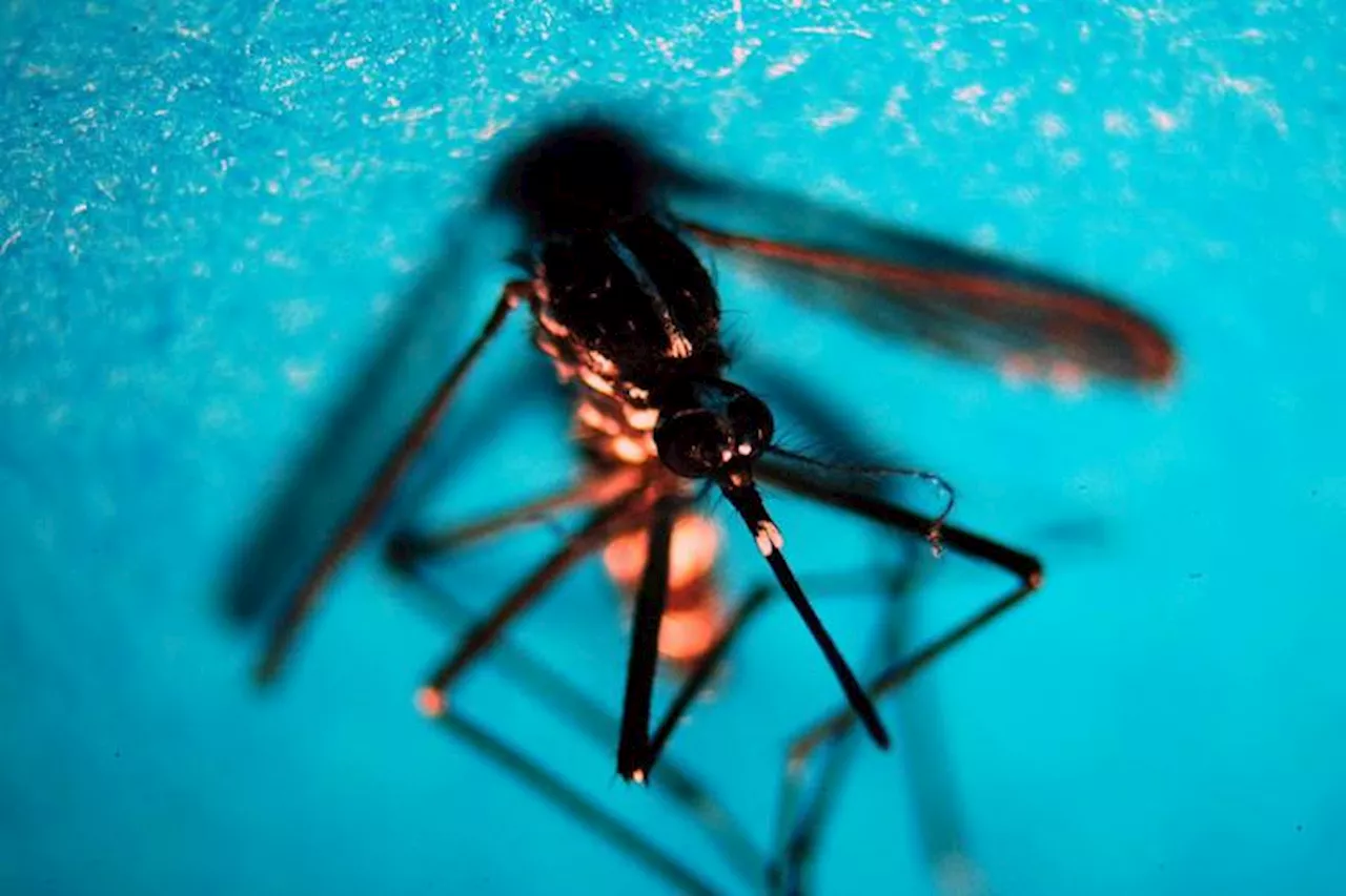 Dengue, in Italia casi quintuplicati nei primi 6 mesi 2024