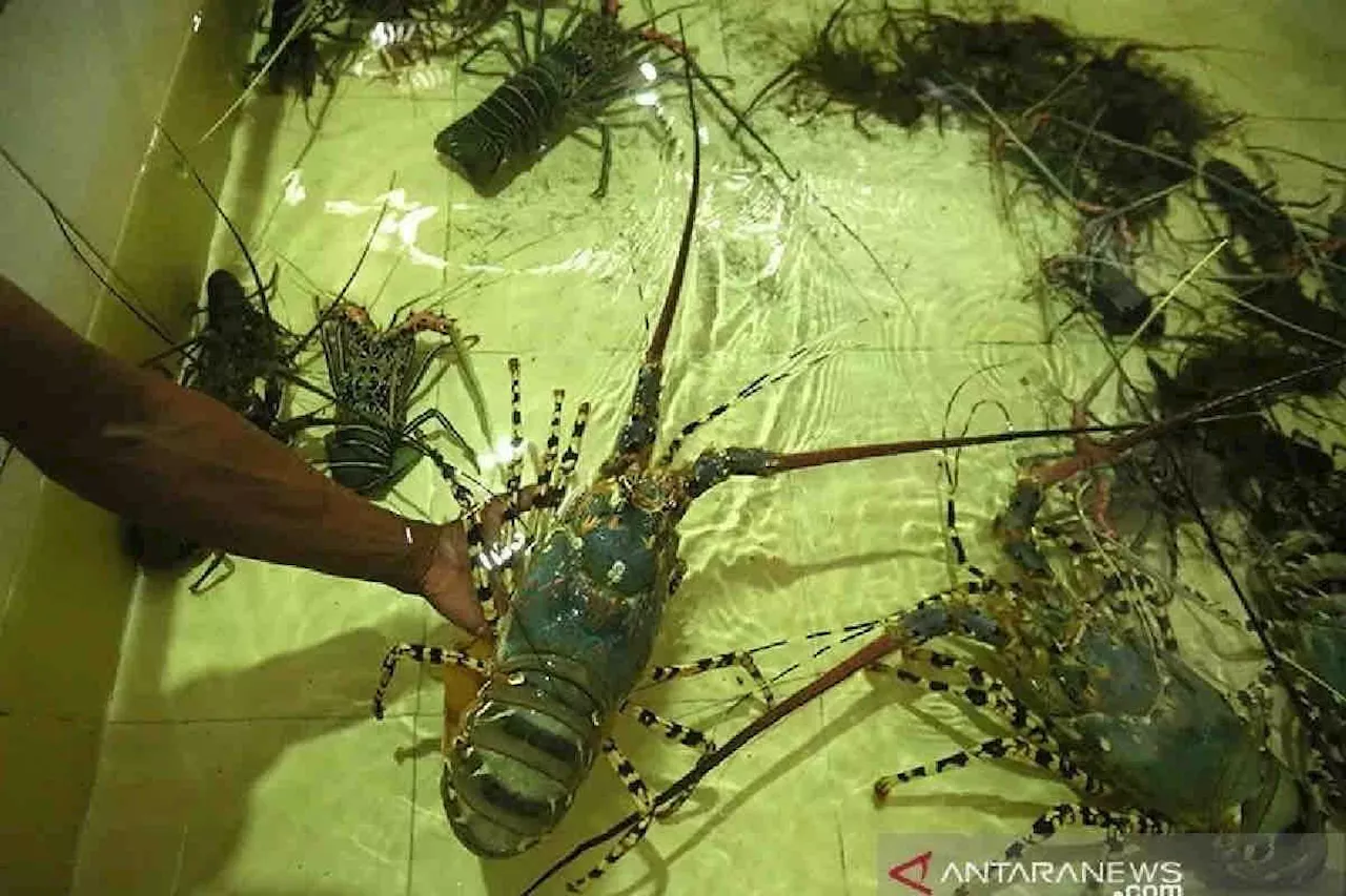 KKP setor PNBP Rp3,6 miliar dari budidaya lobster di dalam negeri