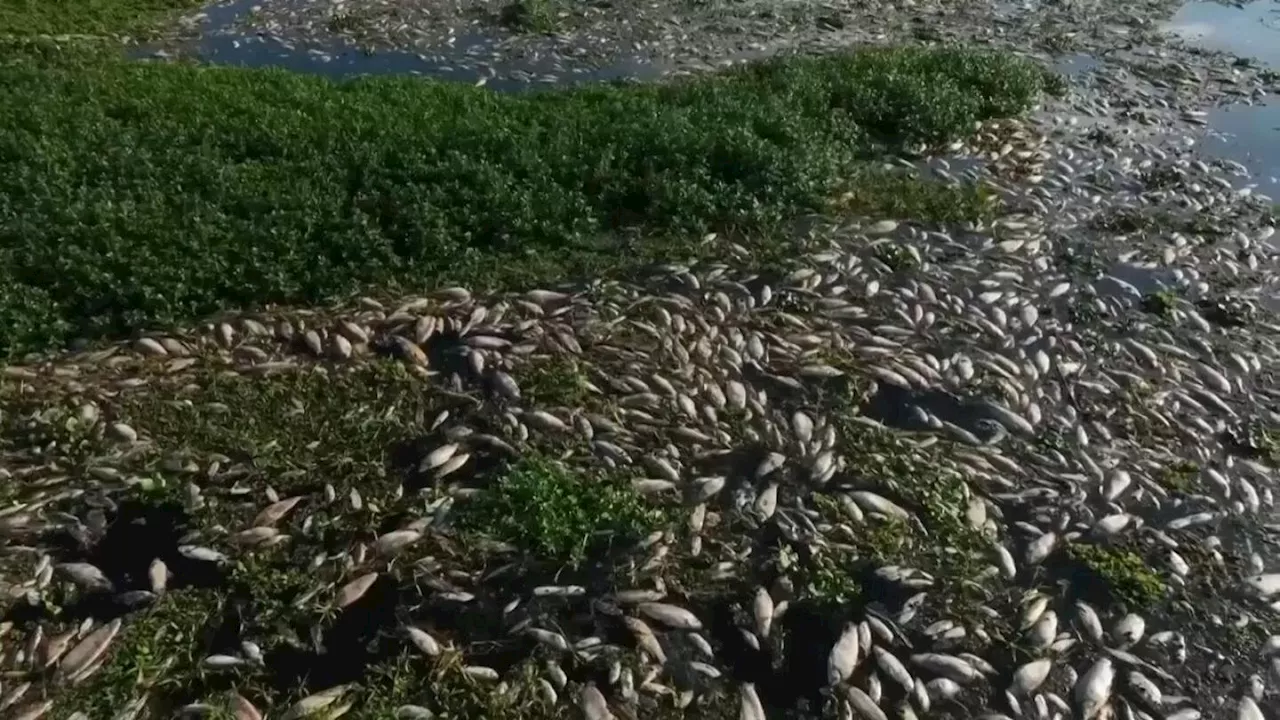 Tons of dead fish cover major Sao Paulo river after alleged dumping of industrial waste